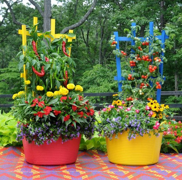vegetable patch