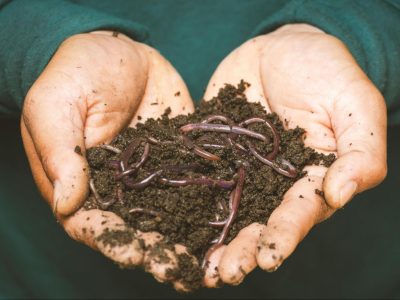 worm